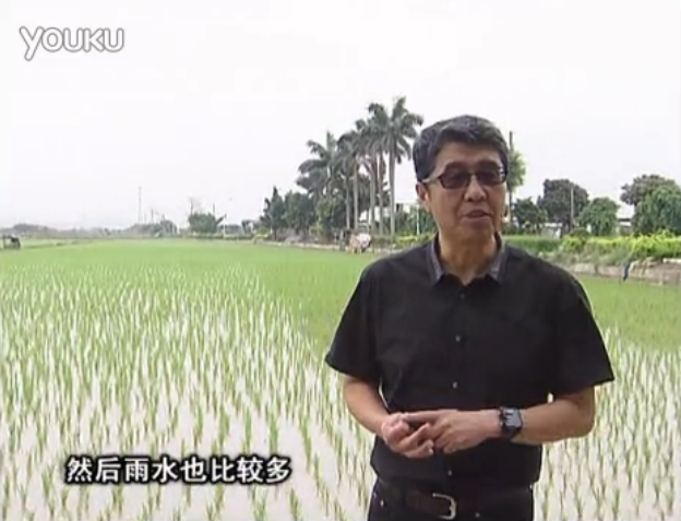 20160530珠江臺搖錢樹：水稻、甘蔗用微補方案，促根壯長勢，提高收益