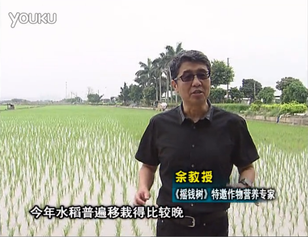 20160530珠江臺搖錢樹：水稻撒微補倍力、噴苗力，返青分蘗好，產量高