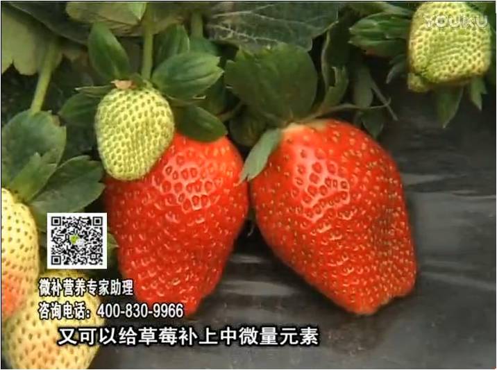 20170123珠江臺搖錢樹：草莓用微補方案，促根苗壯、開花坐果好