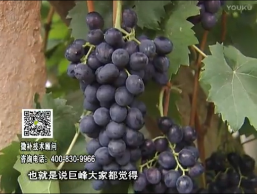 20170501珠江臺搖錢樹：葡萄用微補方案，品質高，賣價好