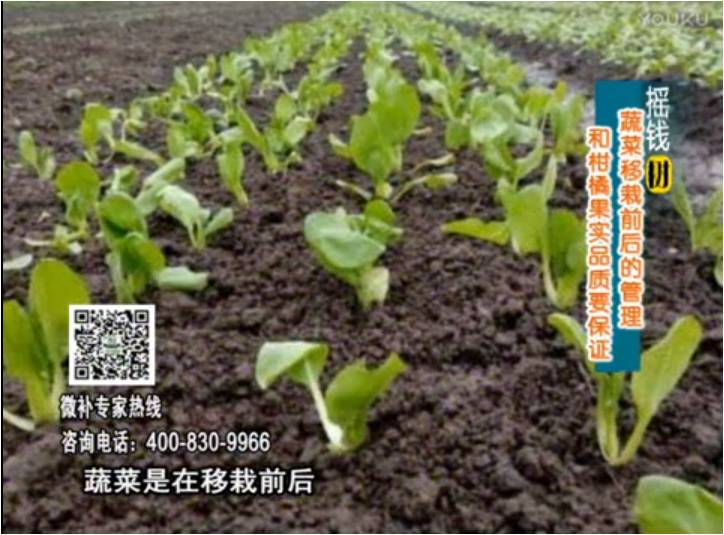 20170814珠江臺搖錢樹：蔬菜澆施微補，調酸促根，健壯長勢
