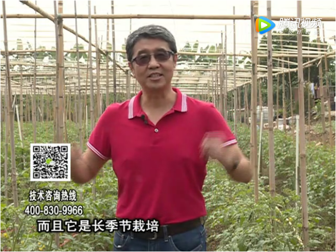 20171120珠江臺搖錢樹：番茄如何增產增收？