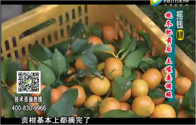 20180101珠江臺搖錢樹：柑橘土壤酸化怎么辦？